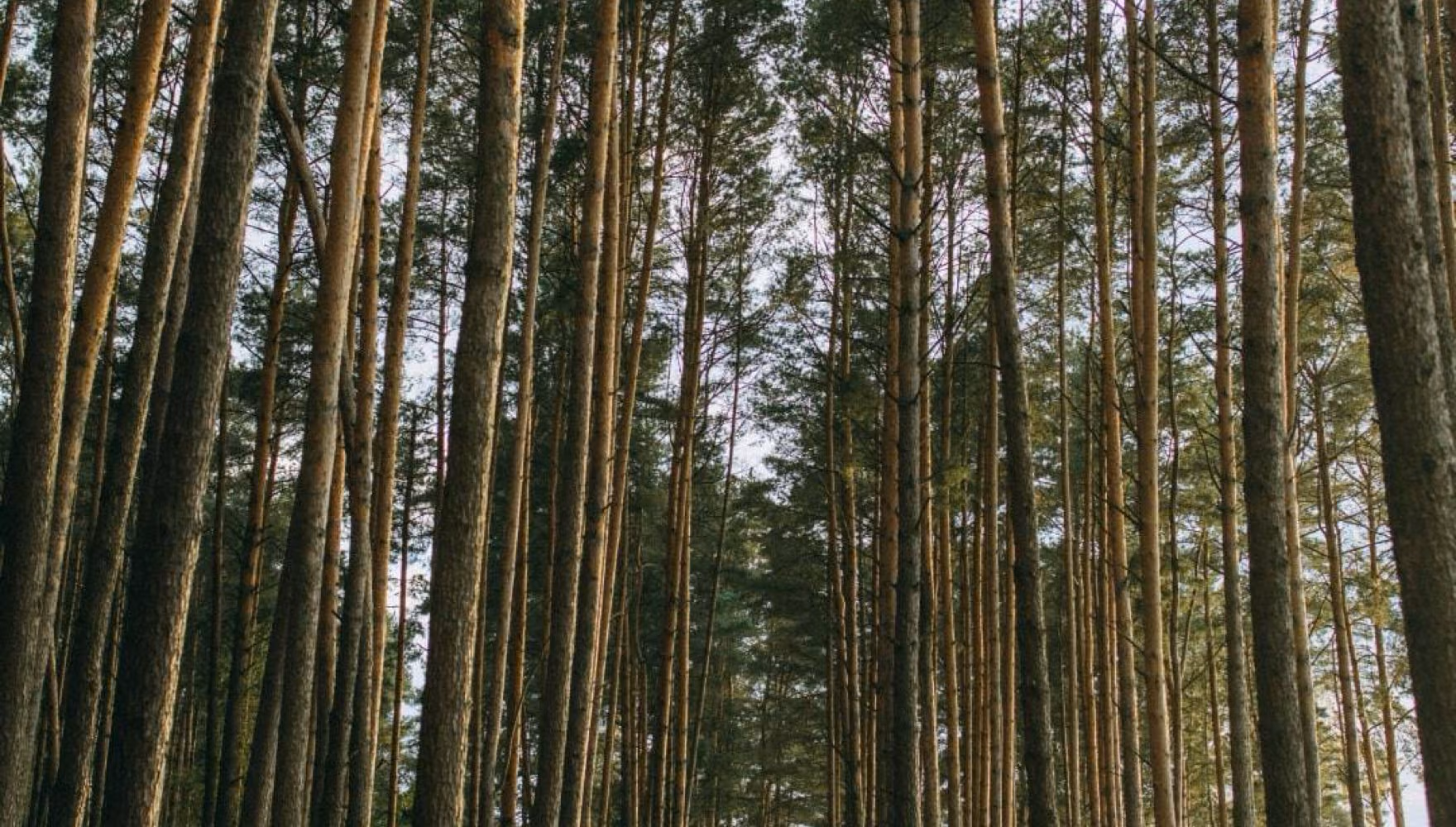 Tall straight pine trunks stand along a narrow path through a plantation.