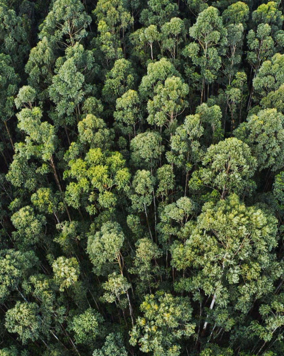 A view straight down onto a dense green canopy of broadleaf trees.