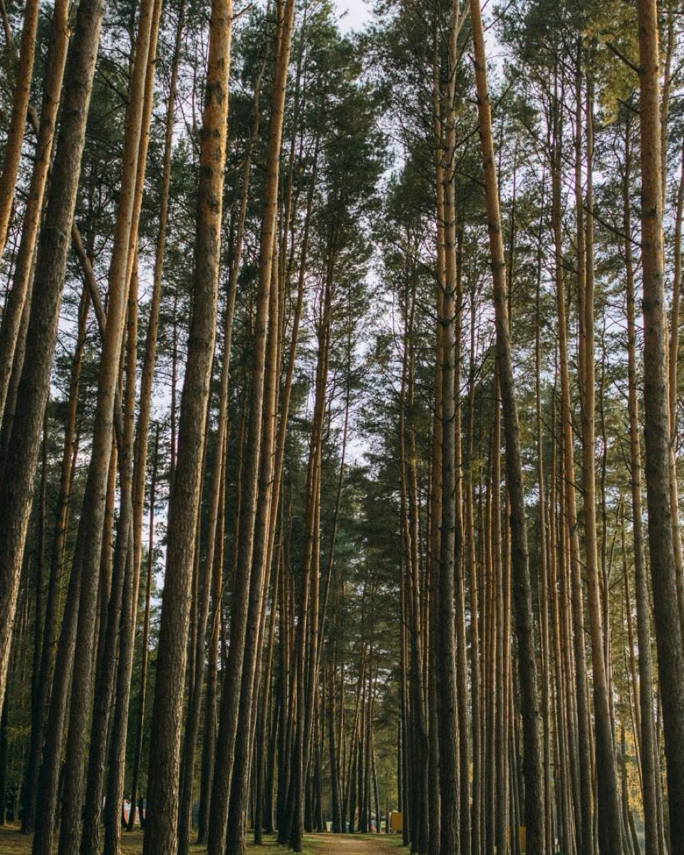 Tall straight pine trunks stand along a narrow path through a plantation.