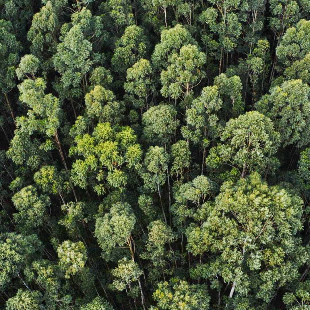 A view straight down onto a dense green canopy of broadleaf trees.