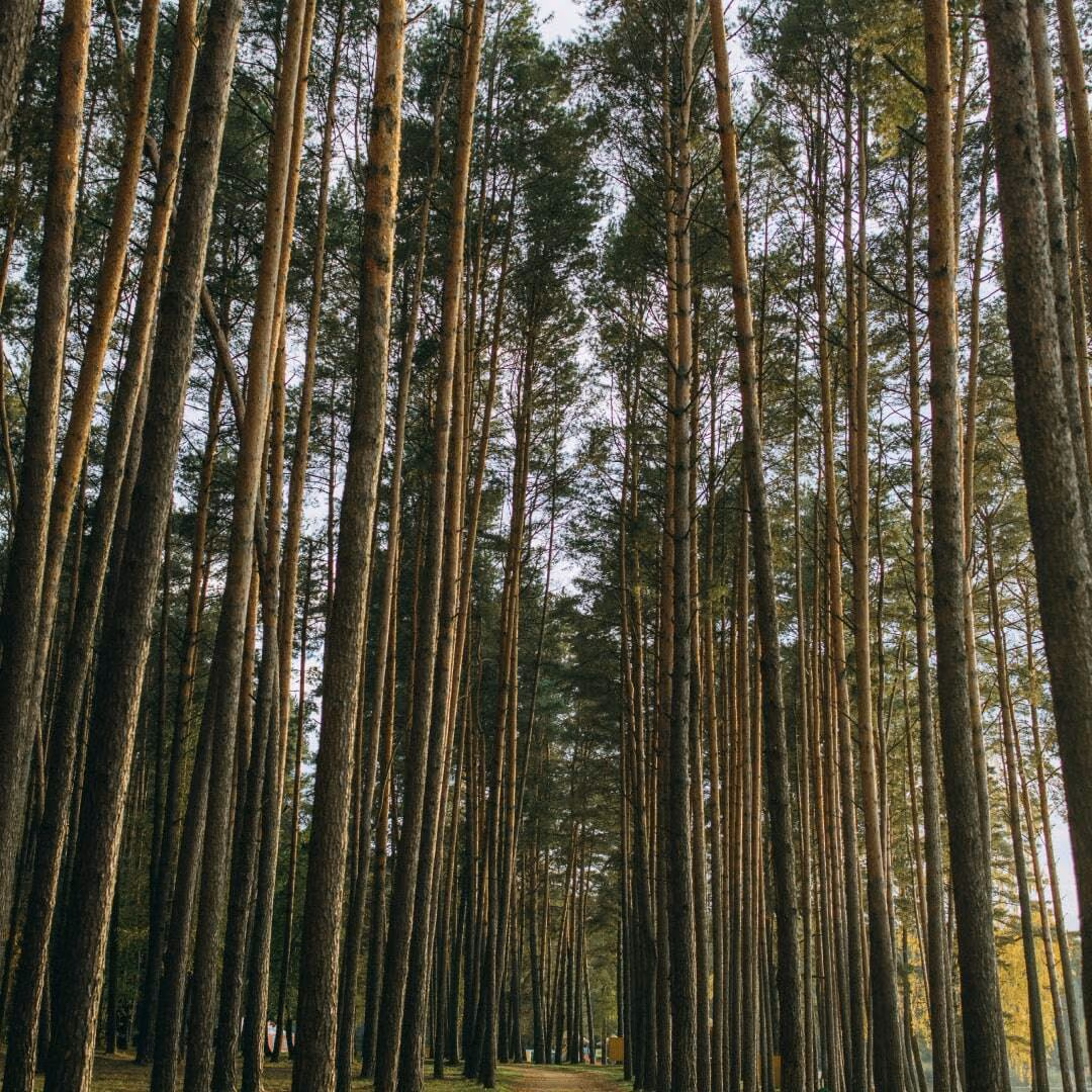 Tall straight pine trunks stand along a narrow path through a plantation.