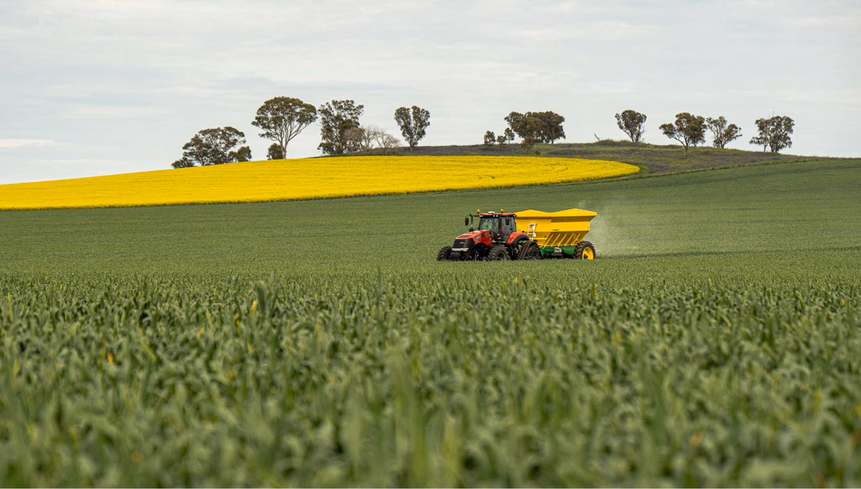 A tractor pulls a green and yellow spreader across a green field, a block of flowering yellow canola and a line of trees on the rise behind.