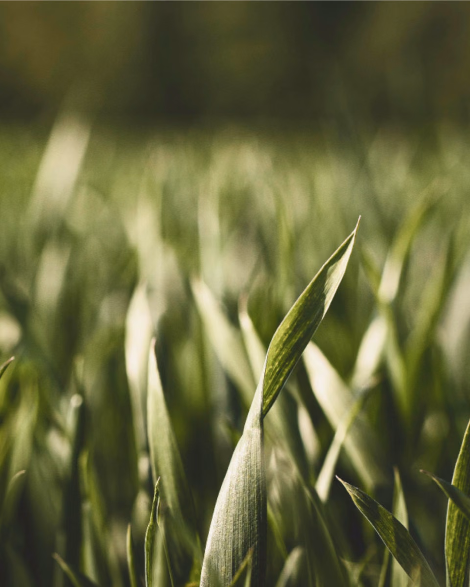 Close-up of young green cereal blades in a field, the rows behind them out of focus.