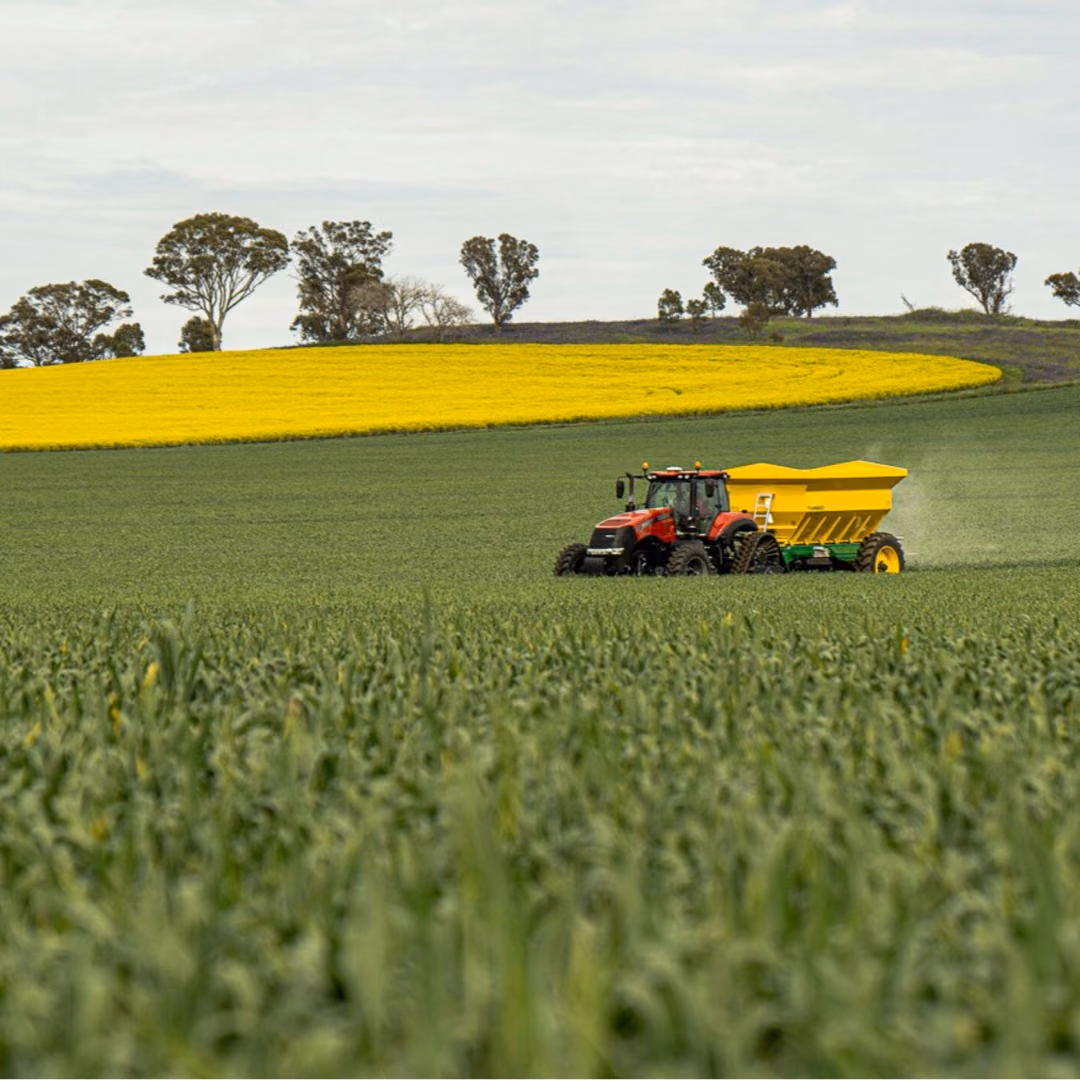 A tractor pulls a green and yellow spreader across a green field, a block of flowering yellow canola and a line of trees on the rise behind.