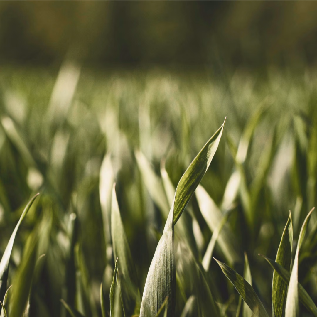 Close-up of young green cereal blades in a field, the rows behind them out of focus.